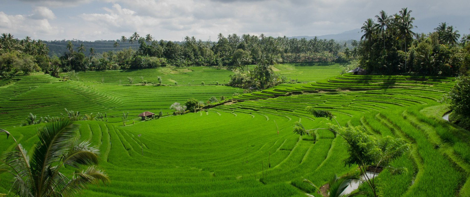 Bali Culture Tours