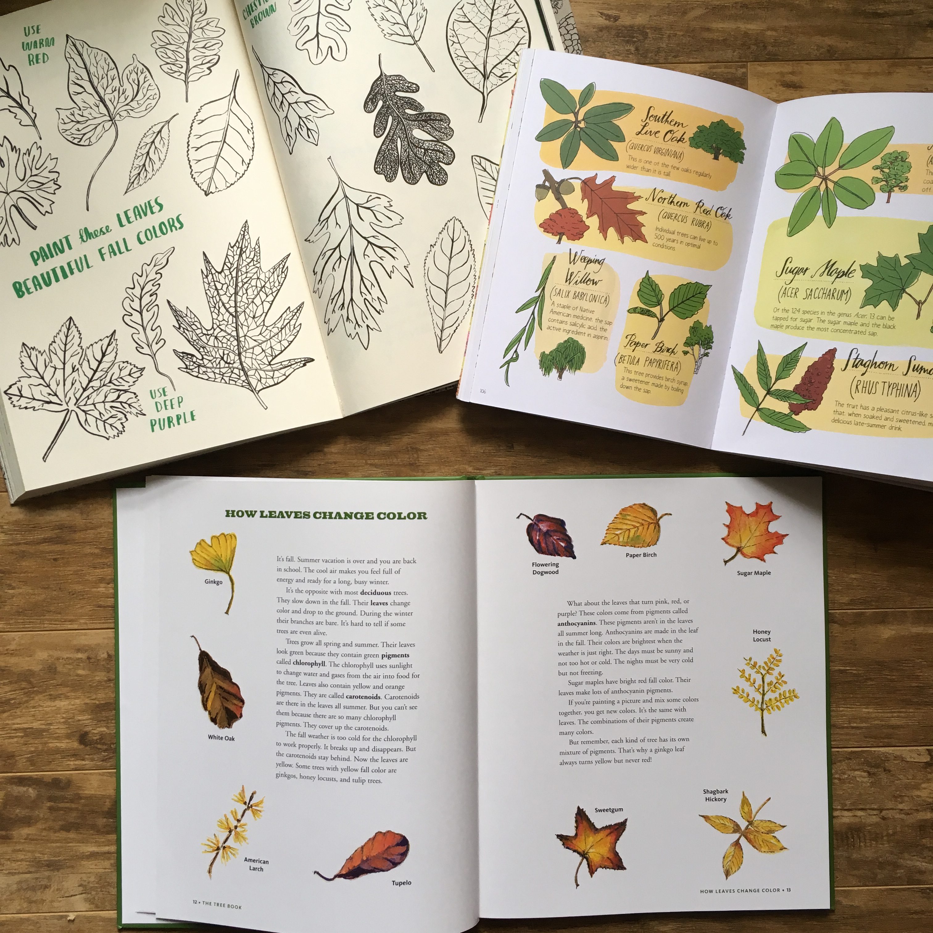 Nature Homeschool